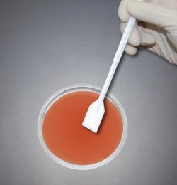 Cell lifters, PE, sterile | Length mm : 23.4